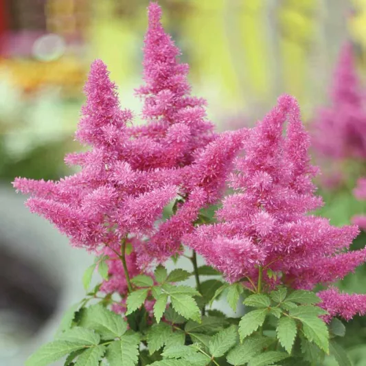 Chinese Astilbe 'Vision in Pink', False Spirea 'Vision in Pink', False Goat's Beard 'Vision in Pink', Astilbe 'Vision in Pink', Astilbe 'Vision in Red', Astilbe 'Vision in White'