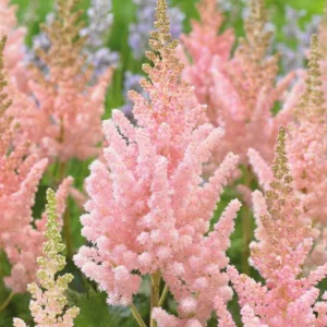 Chinese Astilbe 'Vision Inferno', False Spirea 'Vision Inferno', False Goat's Beard 'Vision Inferno', Astilbe 'Vision Inferno', Astilbe 'Vision in Red', Astilbe 'Vision in White'