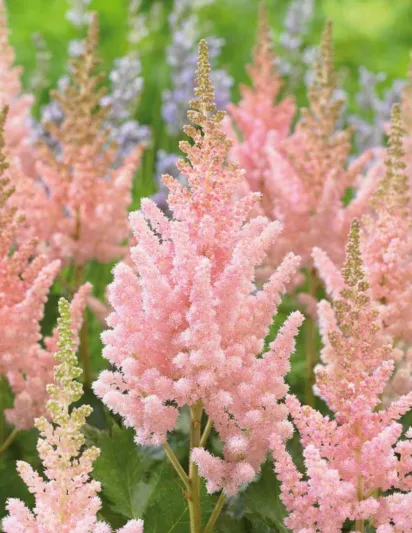 Chinese Astilbe 'Vision Inferno', False Spirea 'Vision Inferno', False Goat's Beard 'Vision Inferno', Astilbe 'Vision Inferno', Astilbe 'Vision in Red', Astilbe 'Vision in White'