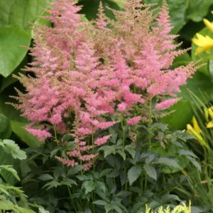 Astilbe 'Country and Western' , Astilbe 'Country and Western', False Spirea 'Country and Western', False Goat's Beard 'Country and Western', Pink Astilbes,Pink flowers, flowers for shade