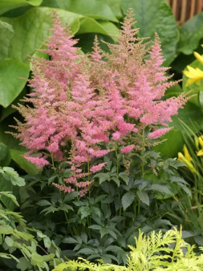 Astilbe 'Country and Western' , Astilbe 'Country and Western', False Spirea 'Country and Western', False Goat's Beard 'Country and Western', Pink Astilbes,Pink flowers, flowers for shade