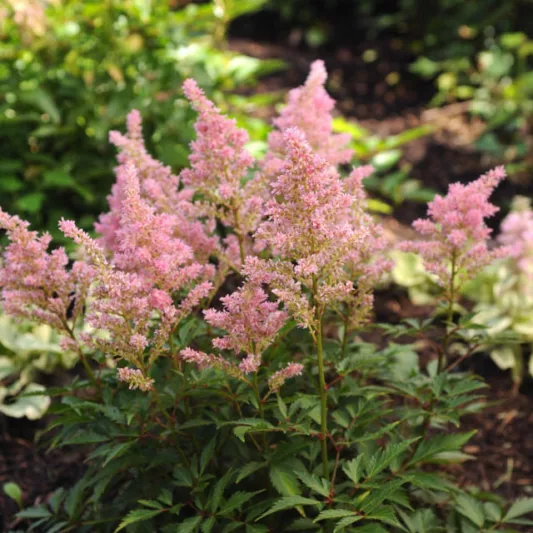 Astilbe x Arendsii 'Darwin's Dream', Astilbe 'Darwin's Dream', False Spirea 'Darwin's Dream', False Goat's Beard 'Darwin's Dream', Pink astilbe