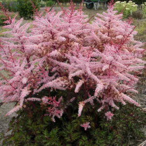Astilbe 'Delft Lace', False Spirea 'Delft Lace', False Goat's Beard 'Delft Lace', Pink Astilbes, Pink flowers, flowers for shade