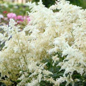 Astilbe Japonica 'Deutschland', Astilbe 'Deutschland', False Spirea 'Deutschland', False Goat's Beard 'Deutschland', White Astilbes, White flowers, flowers for shade
