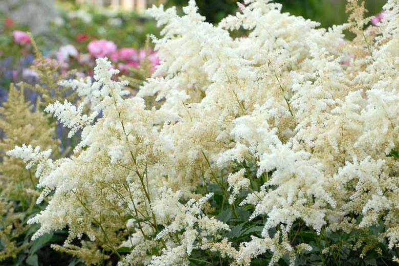 Astilbe Japonica 'Deutschland', Astilbe 'Deutschland', False Spirea 'Deutschland', False Goat's Beard 'Deutschland', White Astilbes, White flowers, flowers for shade