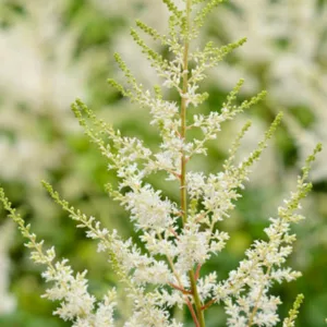 Astilbe x Arendsii 'Diamond', Astilbe 'Diamond', False Spirea 'Diamond', False Goat's Beard 'Diamond', Astilbe 'Diamant', False Spirea 'Diamant', False Goat's Beard 'Diamant', White astilbe