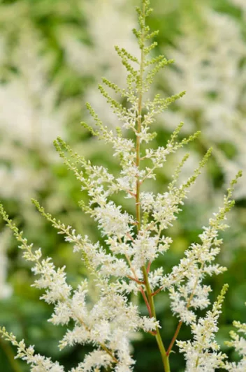 Astilbe x Arendsii 'Diamond', Astilbe 'Diamond', False Spirea 'Diamond', False Goat's Beard 'Diamond', Astilbe 'Diamant', False Spirea 'Diamant', False Goat's Beard 'Diamant', White astilbe