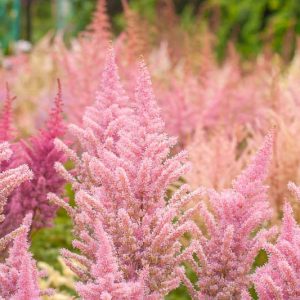 Astilbe x Arendsii 'Erica', Astilbe x Arendsii  'Erica', False Spirea 'Erica', False Goat's Beard 'Erica', Astilbe 'Erika', False Spirea 'Erika', False Goat's Beard 'Erika', Pink astilbe
