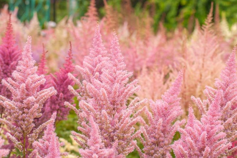 Astilbe x Arendsii 'Erica', Astilbe x Arendsii  'Erica', False Spirea 'Erica', False Goat's Beard 'Erica', Astilbe 'Erika', False Spirea 'Erika', False Goat's Beard 'Erika', Pink astilbe