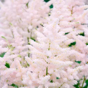 Astilbe 'Europa', Astilbe Japonica 'Europa', False Spirea 'Europa', False Goat's Beard 'Europa', Pink Astilbes,Pink flowers, flowers for shade