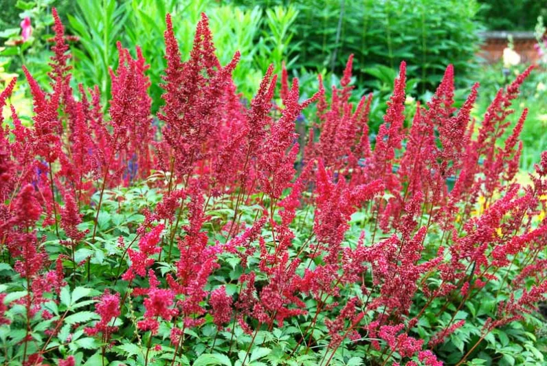 Astilbe x Arendsii 'Fanal', Astilbe Fanal information, Fanal Astilbe information, False Spirea Fanal information, Red astilbe, AGM Astilbe