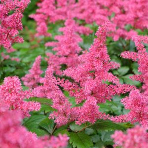 Astilbe x Arendsii 'Granat', Astilbe 'Granat', False Spirea 'Granat', False Goat's Beard 'Granat', Red astilbe, Pink astilbe