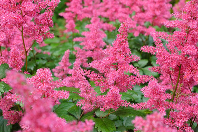 Astilbe x Arendsii 'Granat', Astilbe 'Granat', False Spirea 'Granat', False Goat's Beard 'Granat', Red astilbe, Pink astilbe