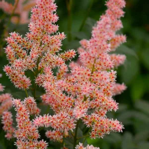 Astilbe 'Hip Hop', Astilbe 'Hip Hop', False Spirea 'Hip Hop', False Goat's Beard 'Hip Hop', Pink Astilbes,Pink flowers, flowers for shade