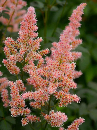 Astilbe 'Hip Hop', Astilbe 'Hip Hop', False Spirea 'Hip Hop', False Goat's Beard 'Hip Hop', Pink Astilbes,Pink flowers, flowers for shade
