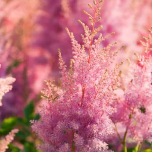 Astilbe 'Hyacinth', Astilbe x Arendsii 'Hyacinth', False Spirea 'Hyacinth', False Goat's Beard 'Hyacinth', Astilbe x Arendsii 'Hyazinth', False Spirea 'Hyazinth', False Goat's Beard 'Hyazinth', Pink astilbe