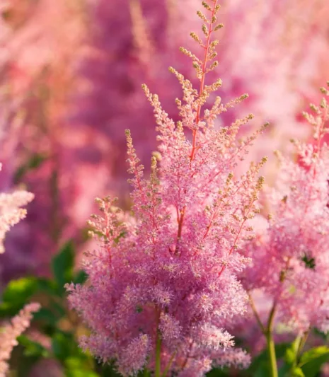 Astilbe 'Hyacinth', Astilbe x Arendsii 'Hyacinth', False Spirea 'Hyacinth', False Goat's Beard 'Hyacinth', Astilbe x Arendsii 'Hyazinth', False Spirea 'Hyazinth', False Goat's Beard 'Hyazinth', Pink astilbe
