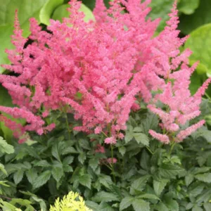 Astilbe 'Jump and Jive', Astilbe 'Jump and Jive', False Spirea 'Jump and Jive', False Goat's Beard 'Jump and Jive', Astilbe Arendsii 'Jump and Jive', Pink Astilbes,Pink flowers, flowers for shade