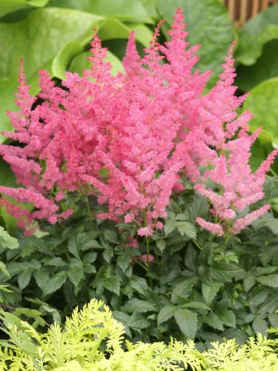 Astilbe 'Jump and Jive', Astilbe 'Jump and Jive', False Spirea 'Jump and Jive', False Goat's Beard 'Jump and Jive', Astilbe Arendsii 'Jump and Jive', Pink Astilbes,Pink flowers, flowers for shade