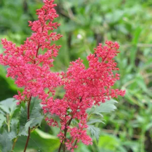 Astilbe 'Montgomery', Astilbe Japonica 'Montgomery', False Spirea 'Montgomery', False Goat's Beard 'Montgomery', Red Astilbes, Red flowers, flowers for shade