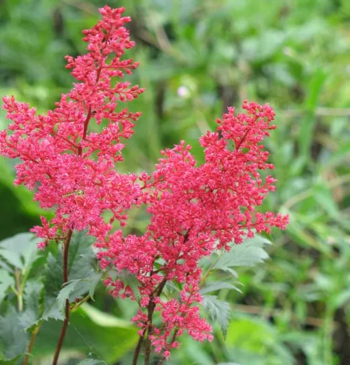 Astilbe 'Montgomery', Astilbe Japonica 'Montgomery', False Spirea 'Montgomery', False Goat's Beard 'Montgomery', Red Astilbes, Red flowers, flowers for shade