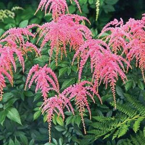 Astilbe Ostrich Plume, Ostrich Plume Astilbe, Astilbe 'Ostrich Plume', Astilbe 'Straussenfeder', Pink Astilbe