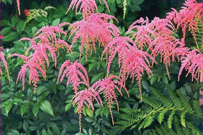Astilbe Ostrich Plume, Ostrich Plume Astilbe, Astilbe 'Ostrich Plume', Astilbe 'Straussenfeder', Pink Astilbe