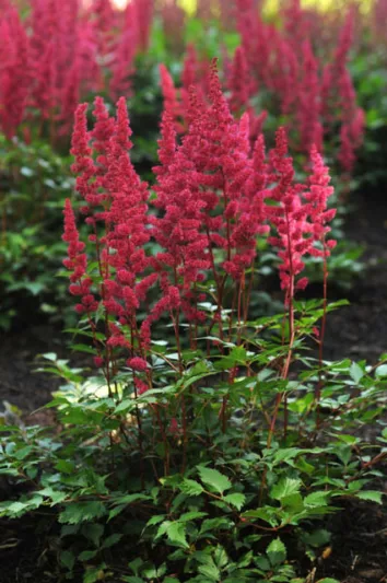 Astilbe 'Red Sentinel', Astilbe Japonica 'Red Sentinel', False Spirea 'Red Sentinel', False Goat's Beard 'Red Sentinel', Red Astilbes,Red flowers, flowers for shade