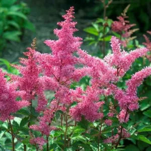 Astilbe 'Rheinland', Astilbe Japonica 'Rheinland', False Spirea 'Rheinland', False Goat's Beard 'Rheinland', Pink Astilbes,Pink flowers, flowers for shade
