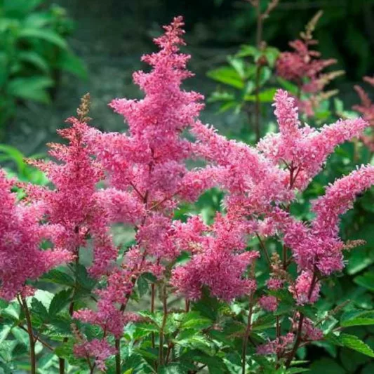 Astilbe 'Rheinland', Astilbe Japonica 'Rheinland', False Spirea 'Rheinland', False Goat's Beard 'Rheinland', Pink Astilbes,Pink flowers, flowers for shade
