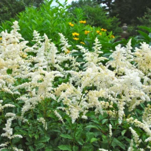 Astilbe Snowdrift information, Snowdrift Astilbe information, False Spirea Snowdrift information, Astilbe x Arendsii Snowdrift, White astilbe