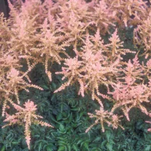 Astilbe 'Sprite', Astilbe Simplicifolia 'Sprite', False Spirea 'Sprite', False Goat's Beard 'Sprite'', Pink Astilbes, Pink flowers, flowers for shade
