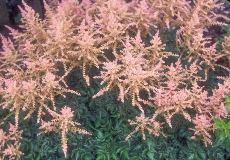 Astilbe 'Sprite', Astilbe Simplicifolia 'Sprite', False Spirea 'Sprite', False Goat's Beard 'Sprite'', Pink Astilbes, Pink flowers, flowers for shade