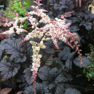 Astilbe thunbergii 'Chocolate Shogun', Chocolate Shogun Astilbe