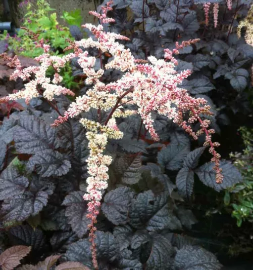 Astilbe thunbergii 'Chocolate Shogun', Chocolate Shogun Astilbe