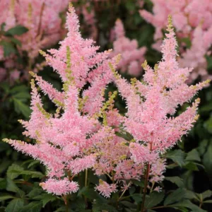 Astilbe 'Younique Pink', False Spirea 'Younique Pink', False Goat's Beard 'Younique Pink', Pink Astilbes, Pink flowers, flowers for shade