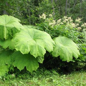 Astilboides tabularis, Common Astilboides, Rodgersia tabularis, Bog Plant,  Ponds Plant