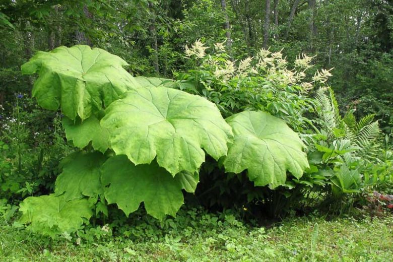 Astilboides tabularis, Common Astilboides, Rodgersia tabularis, Bog Plant,  Ponds Plant
