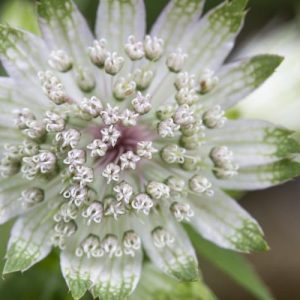 Astrantia Major 'Alba', Masterwort 'Alba', Great Masterwort 'Alba', Melancoly Gentleman 'Alba', Hattie's Pincushion 'Alba', Astrantia 'Alba', White Flowers