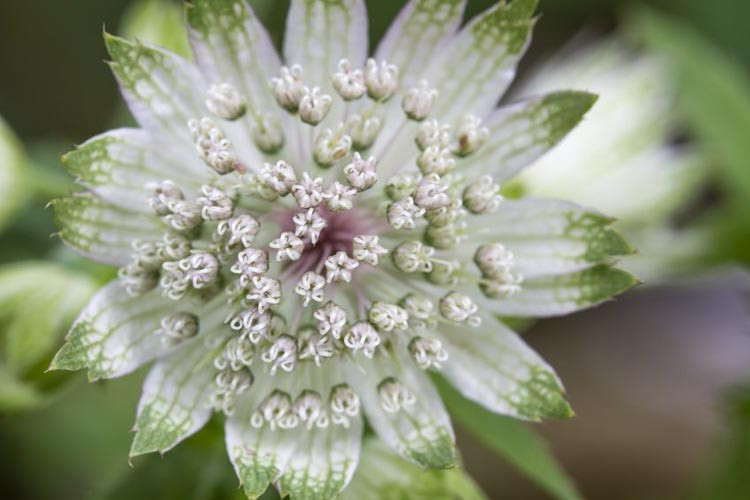 Astrantia Major 'Alba', Masterwort 'Alba', Great Masterwort 'Alba', Melancoly Gentleman 'Alba', Hattie's Pincushion 'Alba', Astrantia 'Alba', White Flowers