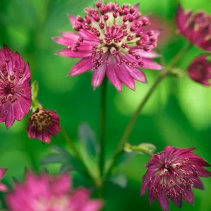Astrantia Major 'Claret', Masterwort 'Claret', Great Masterwort 'Claret', Melancoly Gentleman 'Claret', Hattie's Pincushion 'Claret', Astrantia 'Claret', Red Flowers