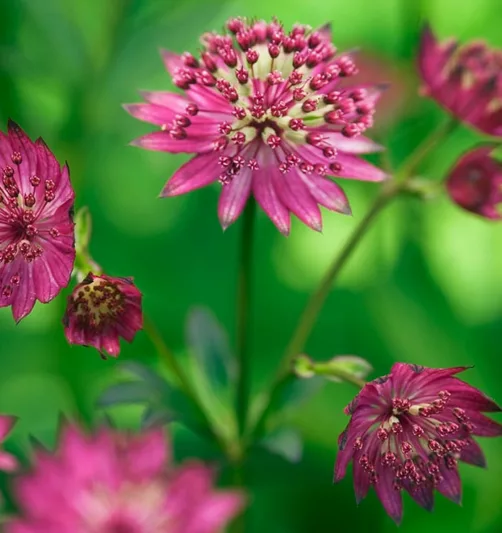 Astrantia Major 'Claret', Masterwort 'Claret', Great Masterwort 'Claret', Melancoly Gentleman 'Claret', Hattie's Pincushion 'Claret', Astrantia 'Claret', Red Flowers