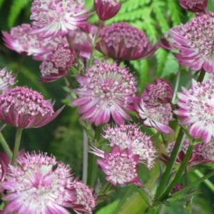 Astrantia Major 'Gill Richardson', Masterwort 'Gill Richardson', Great Masterwort 'Gill Richardson', Melancoly Gentleman 'Gill Richardson', Hattie's Pincushion 'Gill Richardson', Astrantia 'Gill Richardson', Astrantia major Gill Richardson Group, summer perennial, pink flowers