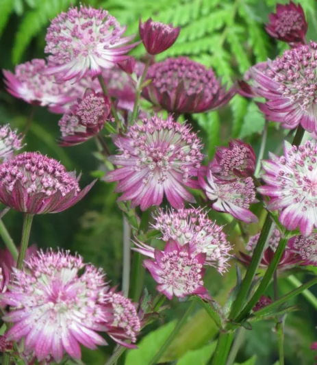 Astrantia Major 'Gill Richardson', Masterwort 'Gill Richardson', Great Masterwort 'Gill Richardson', Melancoly Gentleman 'Gill Richardson', Hattie's Pincushion 'Gill Richardson', Astrantia 'Gill Richardson', Astrantia major Gill Richardson Group, summer perennial, pink flowers