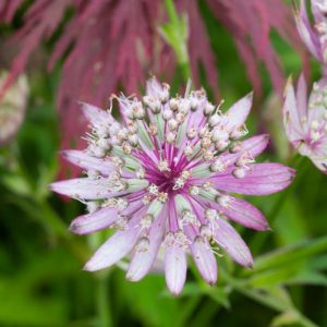 Astrantia Major 'Penny's Pink', Masterwort 'Penny's Pink', Great Masterwort 'Penny's Pink', Melancoly Gentleman 'Penny's Pink', Hattie's Pincushion 'Penny's Pink', summer perennial, pink flowers