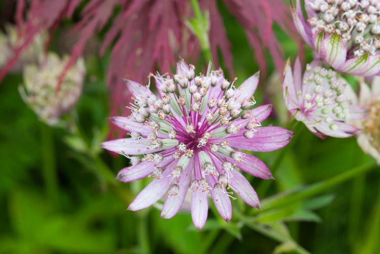 Astrantia Major 'Penny's Pink', Masterwort 'Penny's Pink', Great Masterwort 'Penny's Pink', Melancoly Gentleman 'Penny's Pink', Hattie's Pincushion 'Penny's Pink', summer perennial, pink flowers