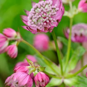 Astrantia Major 'Ruby Cloud', Masterwort 'Ruby Cloud', Great Masterwort 'Ruby Cloud', Melancoly Gentleman 'Ruby Cloud', Hattie's Pincushion 'Ruby Cloud', Astrantia 'Ruby Cloud', Red Flowers