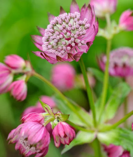 Astrantia Major 'Ruby Cloud', Masterwort 'Ruby Cloud', Great Masterwort 'Ruby Cloud', Melancoly Gentleman 'Ruby Cloud', Hattie's Pincushion 'Ruby Cloud', Astrantia 'Ruby Cloud', Red Flowers