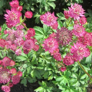 Astrantia Major 'Star of Beauty', Masterwort 'Star of Beauty', Great Masterwort 'Star of Beauty', Melancoly Gentleman 'Star of Beauty', Hattie's Pincushion 'Star of Beauty', Astrantia 'Star of Beauty', Purple Flowers, Red Flowers