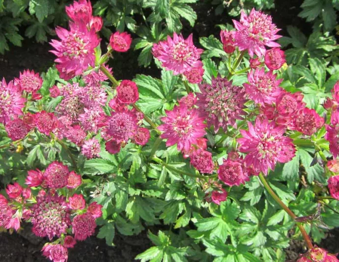 Astrantia Major 'Star of Beauty', Masterwort 'Star of Beauty', Great Masterwort 'Star of Beauty', Melancoly Gentleman 'Star of Beauty', Hattie's Pincushion 'Star of Beauty', Astrantia 'Star of Beauty', Purple Flowers, Red Flowers